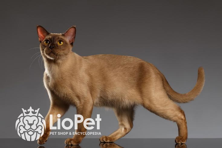 نژاد گربه برمه‌ای