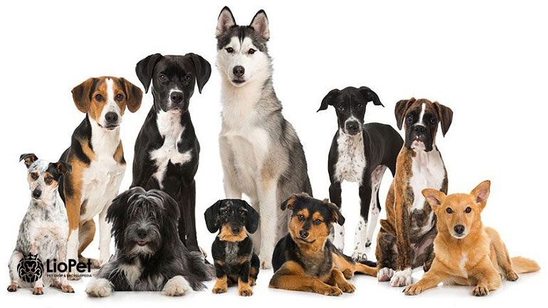 شناخت دسته بندی نژاد سگ ها