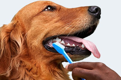 تمیز کردن دندان های سگ