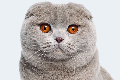 شناخت کامل نژاد گربه اسکاتیش فولد