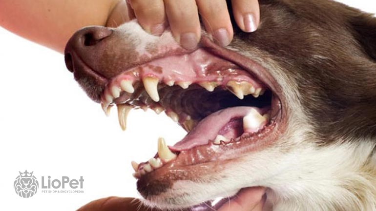 بیماری دهانی سگ