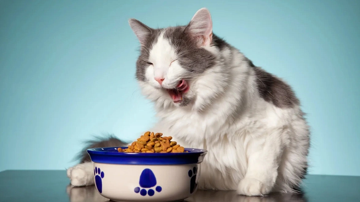 غذای خشک گربه