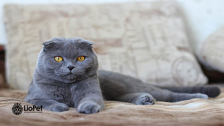 گربه اسکاتیش آبی