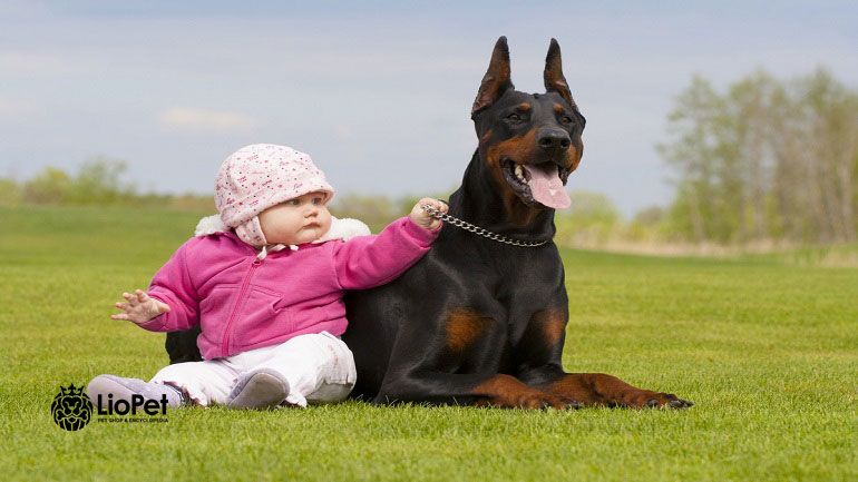 رابطه سگ دوبرمن و کودکان
