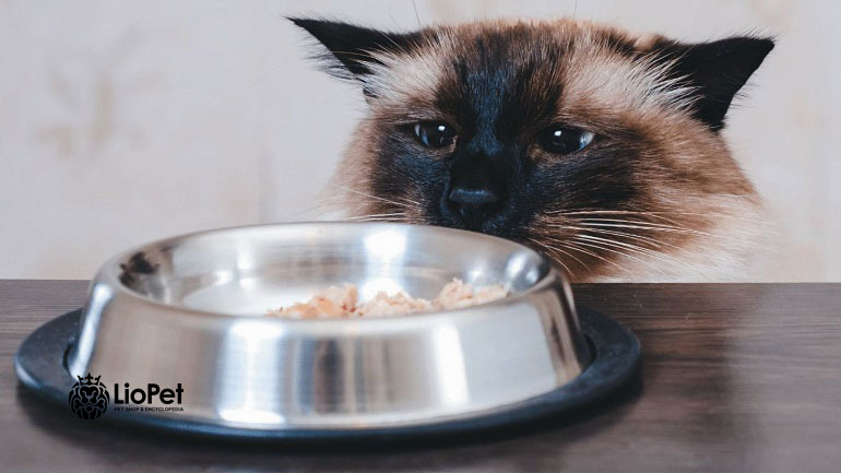 تغذیه گربه بیرمن