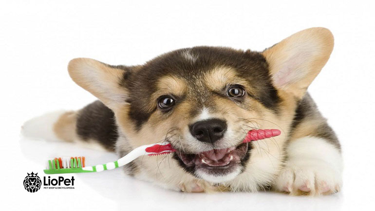 مراقبت از دندان سگ